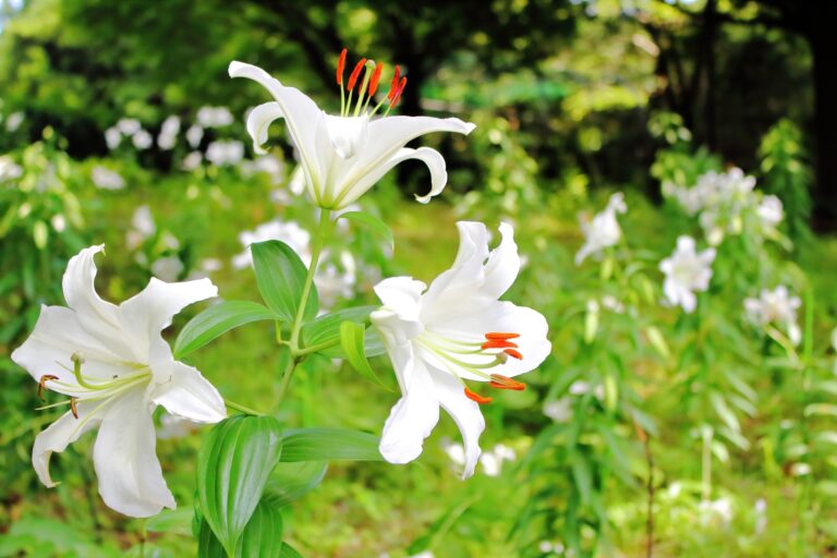 カサブランカの花言葉とは？花嫁にぴったりな意味とおすすめの贈るシーンを解説！ – 花ことば