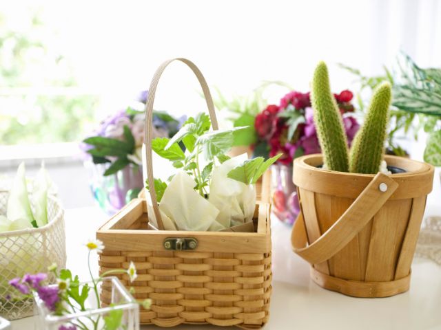 育てやすい観葉植物で日々の生活に癒しを取り入れてください