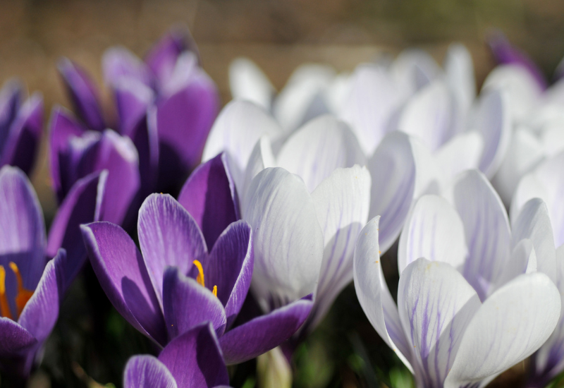 Crocus